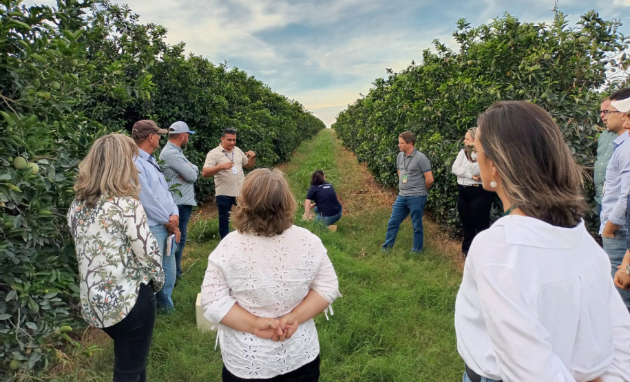 Fiscais catarinenses e gaúchos conhecem experiência do Paraná no combate ao greening