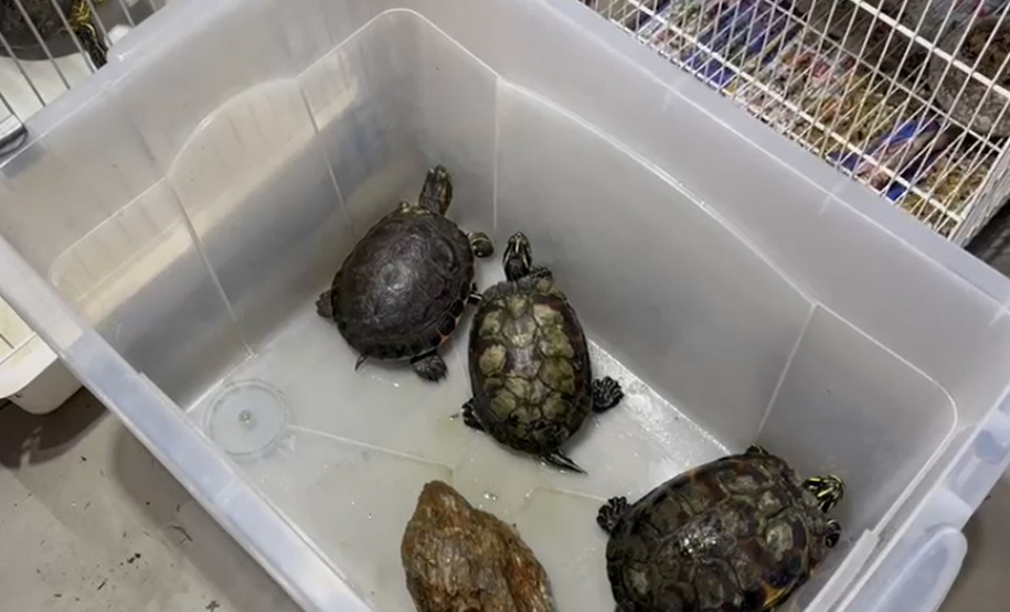 PCPR deflagra operação para desarticular um dos maiores grupos de tráfico internacional de animais do País