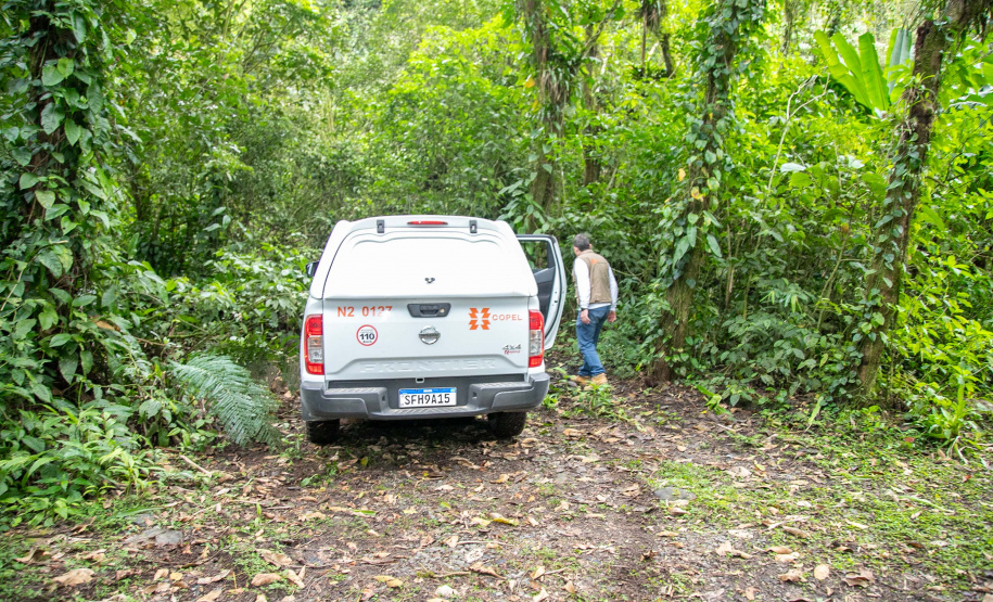 COPEL - Florestas protegidas pela Copel abrigam espécies vulneráveis da flora nativa