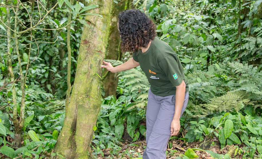 COPEL - Florestas protegidas pela Copel abrigam espécies vulneráveis da flora nativa