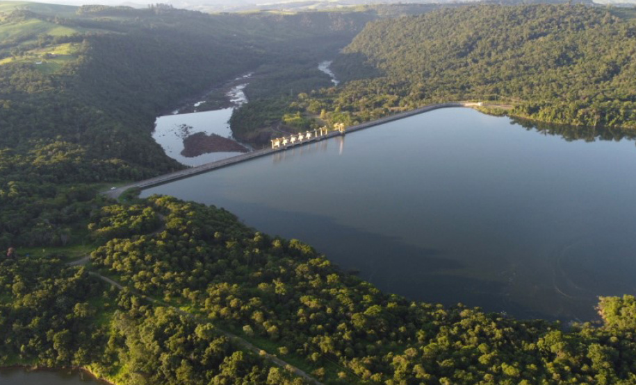 COPEL - Florestas protegidas pela Copel abrigam espécies vulneráveis da flora nativa