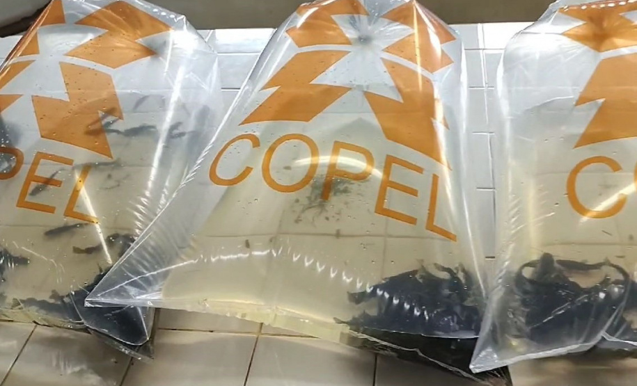 Rio Iguaçu recebe 5 mil surubins criados em estação ambiental da Copel