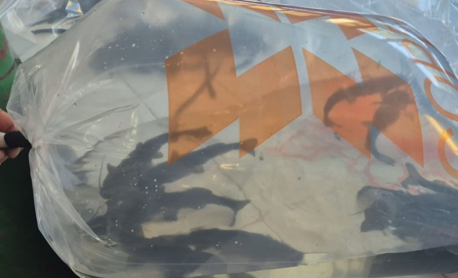 Rio Iguaçu recebe 5 mil surubins criados em estação ambiental da Copel