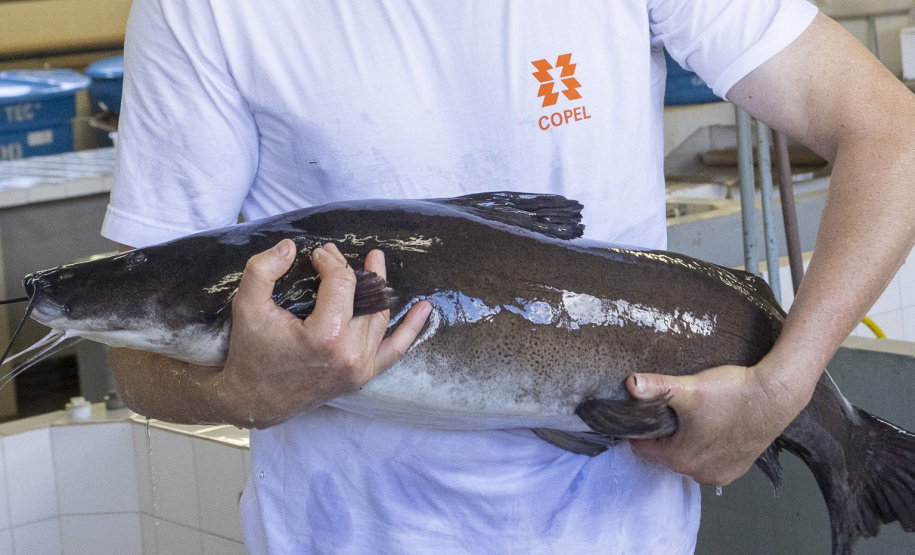 Rio Iguaçu recebe 5 mil surubins criados em estação ambiental da Copel