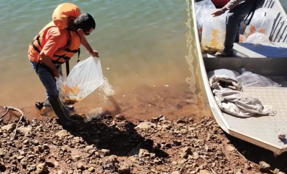 Rio Iguaçu recebe 5 mil surubins criados em estação ambiental da Copel