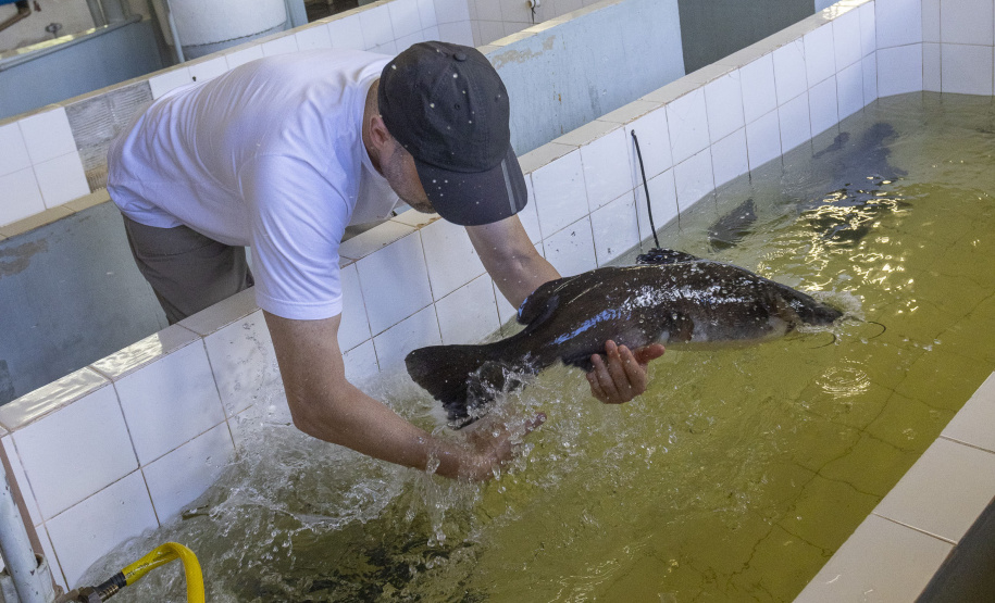 Rio Iguaçu recebe 5 mil surubins criados em estação ambiental da Copel