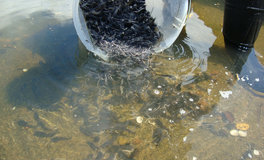 Rio Iguaçu recebe 5 mil surubins criados em estação ambiental da Copel
