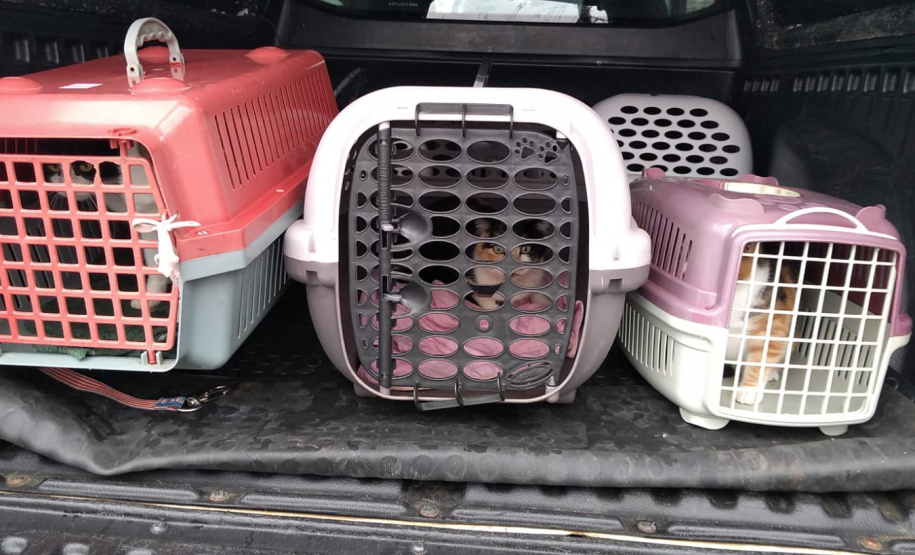 PCPR indicia dois homens por maus tratos contra 12 gatos em Teixeira Soares