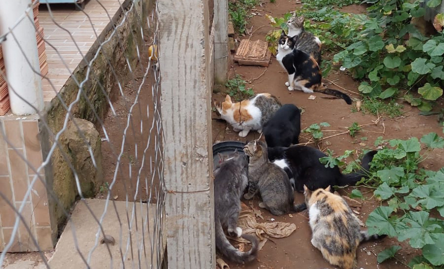 PCPR indicia dois homens por maus tratos contra 12 gatos em Teixeira Soares