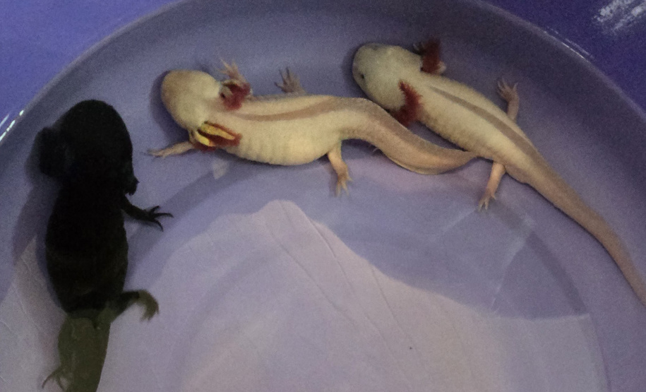 IAT ANIMAIS FAUNA SILVESTRE RESGATADOS