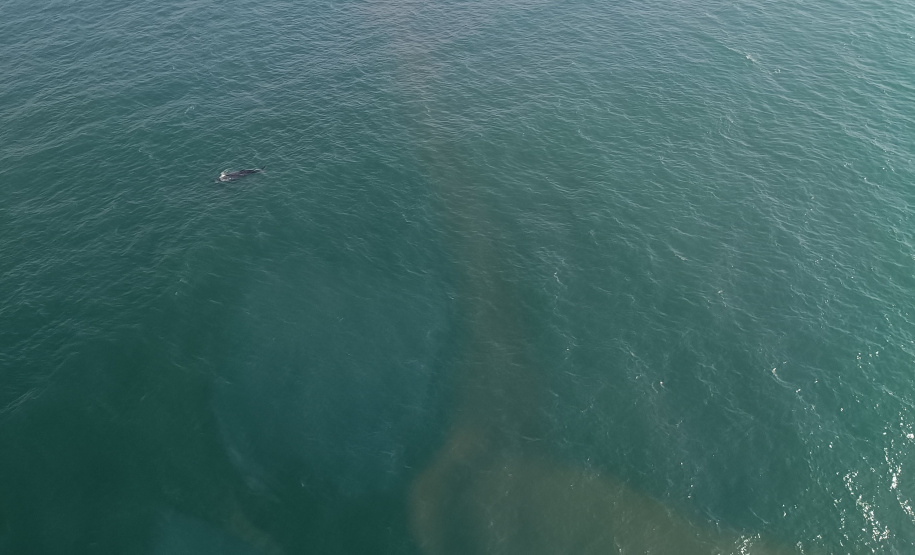 Uma baleia-jubarte, jovem-adulto com aproximadamente 12 metros de comprimento, nada da região de Guaraqueçaba