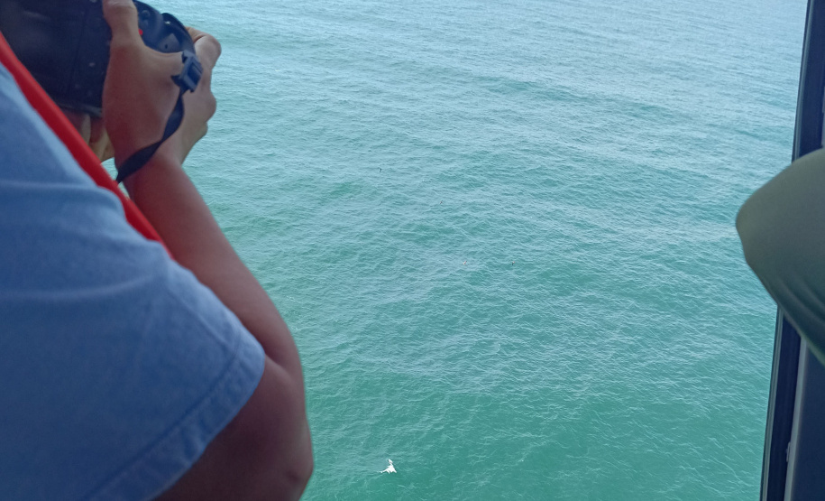 Uma baleia-jubarte, jovem-adulto com aproximadamente 12 metros de comprimento, nada da região de Guaraqueçaba