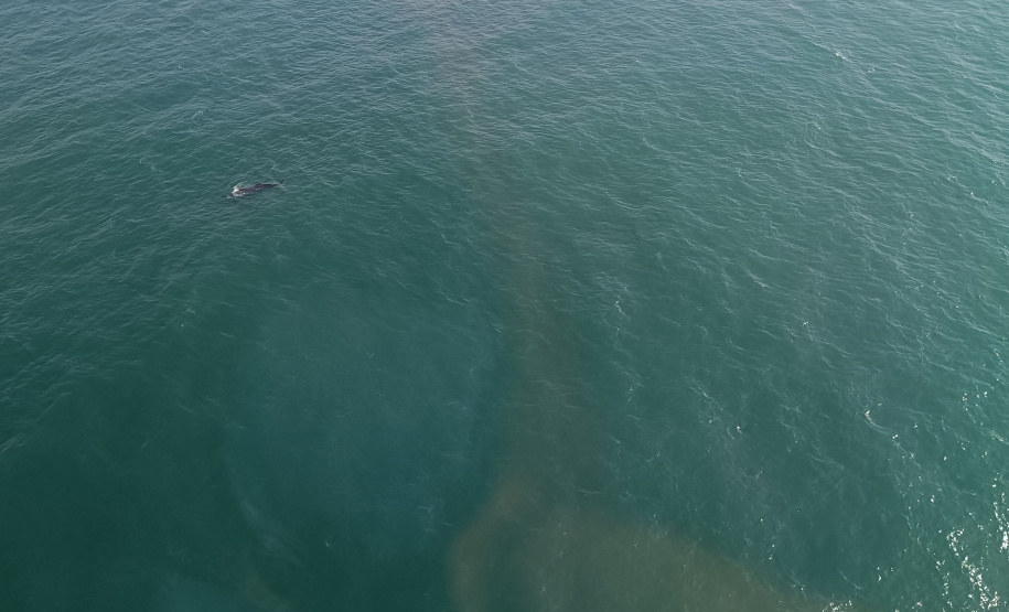 Uma baleia-jubarte, jovem-adulto com aproximadamente 12 metros de comprimento, nada da região de Guaraqueçaba