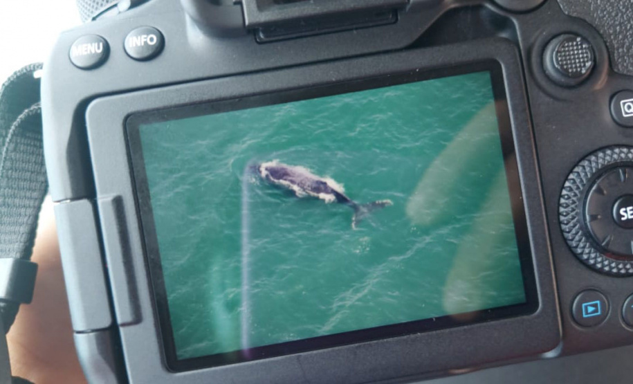 Uma baleia-jubarte, jovem-adulto com aproximadamente 12 metros de comprimento, nada da região de Guaraqueçaba