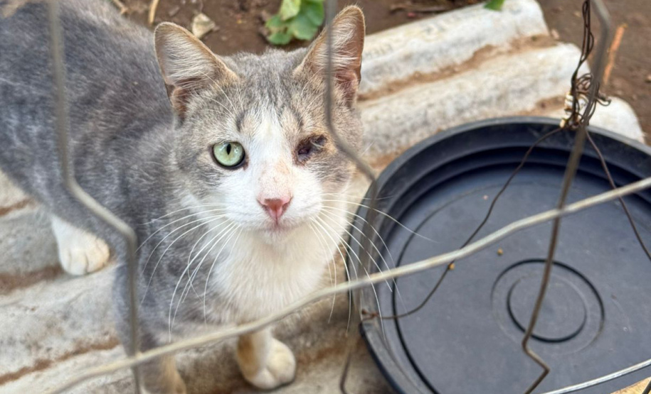 PCPR indicia dois homens por maus tratos contra 12 gatos em Teixeira Soares