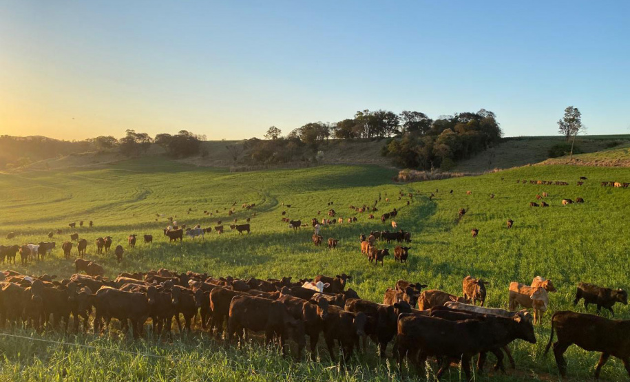 Adapar recebe comitiva do Japão para auditorias sanitárias