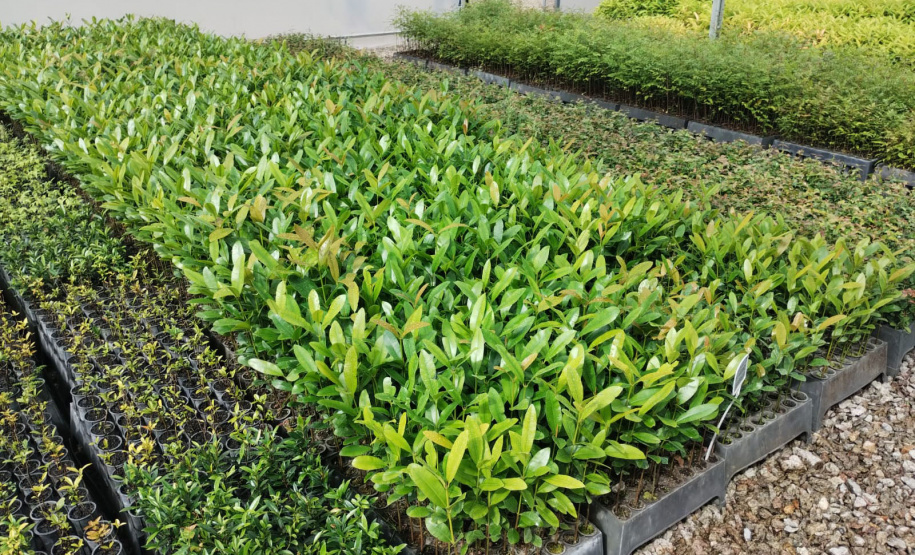 Parceria entre IAT e Sociedade Chauá vai ampliar conservação de espécies da flora paranaense