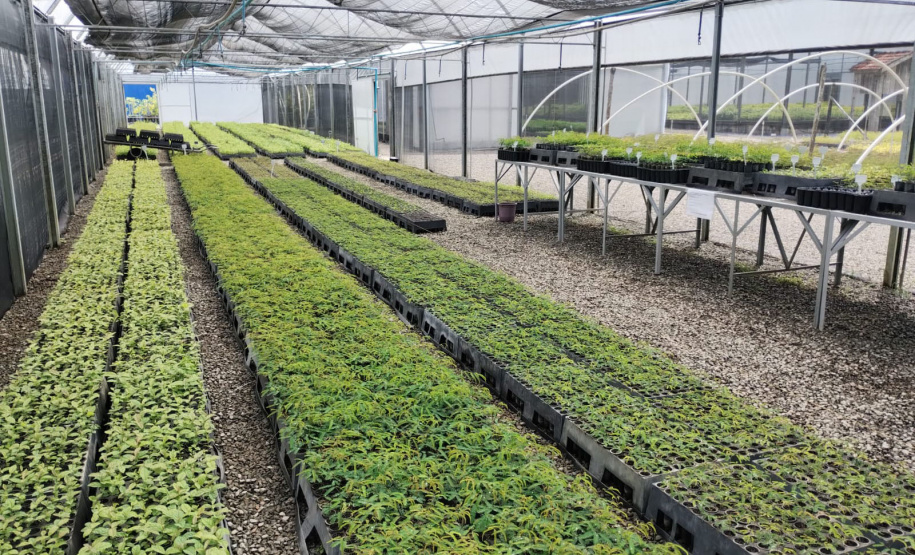 Parceria entre IAT e Sociedade Chauá vai ampliar conservação de espécies da flora paranaense