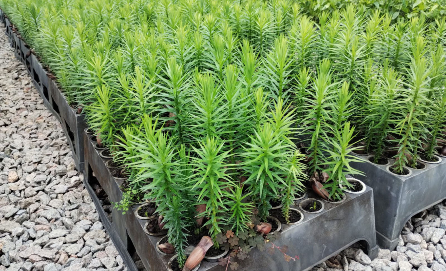 Parceria entre IAT e Sociedade Chauá vai ampliar conservação de espécies da flora paranaense