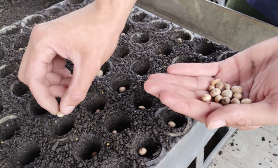 Parceria entre IAT e Sociedade Chauá vai ampliar conservação de espécies da flora paranaense