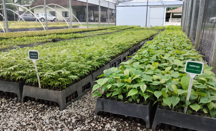 Parceria entre IAT e Sociedade Chauá vai ampliar conservação de espécies da flora paranaense