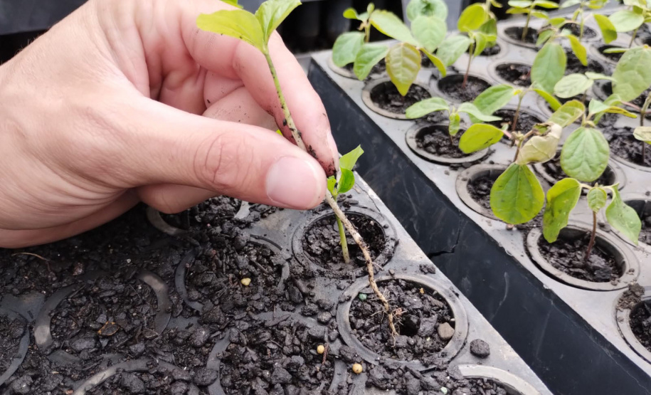 Parceria entre IAT e Sociedade Chauá vai ampliar conservação de espécies da flora paranaense