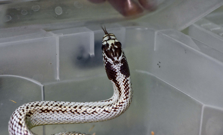 IAT ANIMAIS FAUNA SILVESTRE RESGATADOS