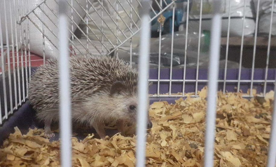 Técnicos do Instituto Água e Terra Resgataram cinco ouriços-pigmeus-africanos e duas tartarugas-tigre-d’água que eram mantidas em cativeiro irregular em Marechal Cândido Rondon