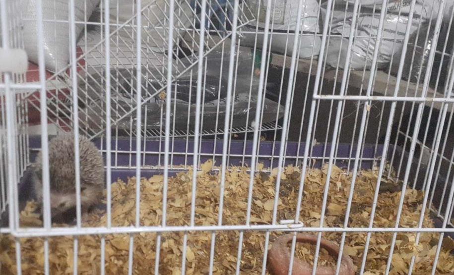 Técnicos do Instituto Água e Terra Resgataram cinco ouriços-pigmeus-africanos e duas tartarugas-tigre-d’água que eram mantidas em cativeiro irregular em Marechal Cândido Rondon