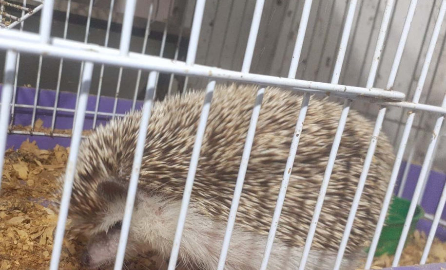 Técnicos do Instituto Água e Terra Resgataram cinco ouriços-pigmeus-africanos e duas tartarugas-tigre-d’água que eram mantidas em cativeiro irregular em Marechal Cândido Rondon