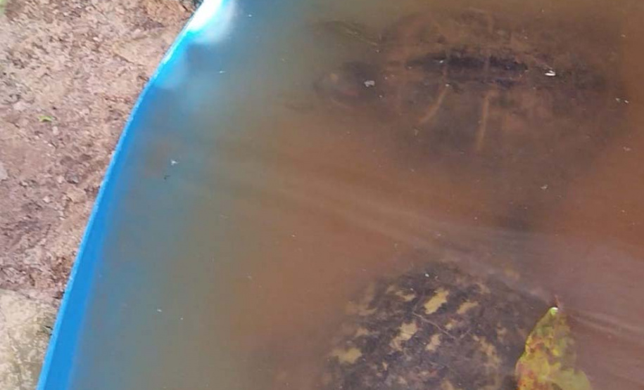 Técnicos do Instituto Água e Terra Resgataram cinco ouriços-pigmeus-africanos e duas tartarugas-tigre-d’água que eram mantidas em cativeiro irregular em Marechal Cândido Rondon