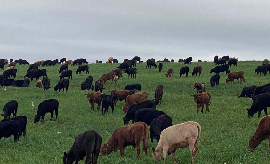 Campanha de atualização de rebanhos chega à última semana com média de 70,3% em todo o Estado
