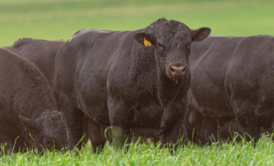 Campanha de atualização de rebanhos chega à última semana com média de 70,3% em todo o Estado