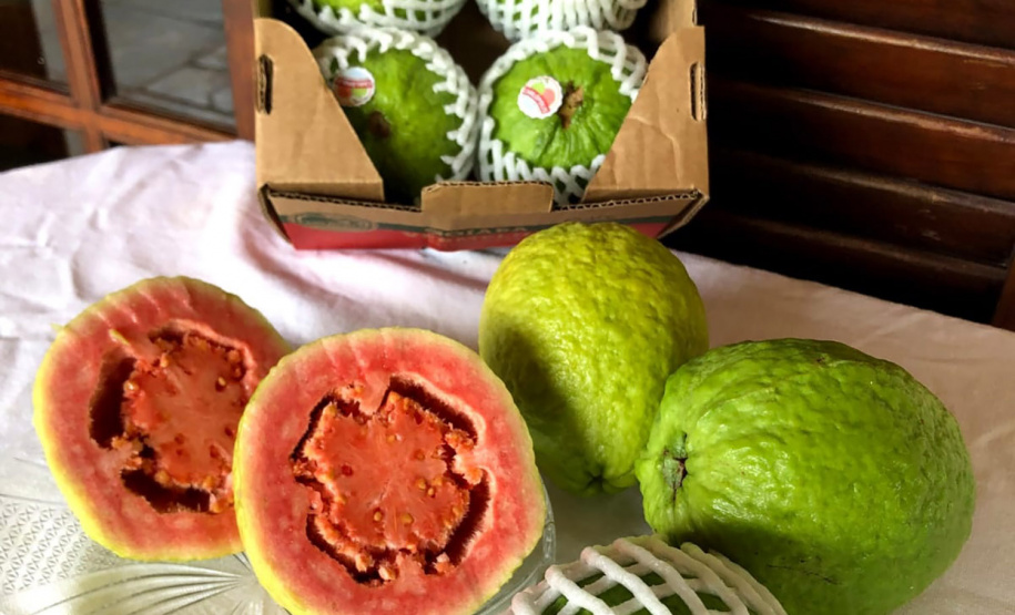 Fruticultura paranaense em foco: Carlópolis recebe VI Simpósio Estadual