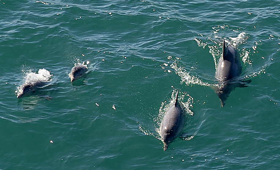 Golfinhos e toninhas nadam nas águas do Litoral do Paraná: indicador da qualidade ambiental.