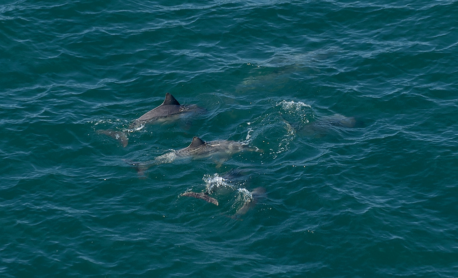 Golfinhos e toninhas nadam nas águas do Litoral do Paraná: indicador da qualidade ambiental.