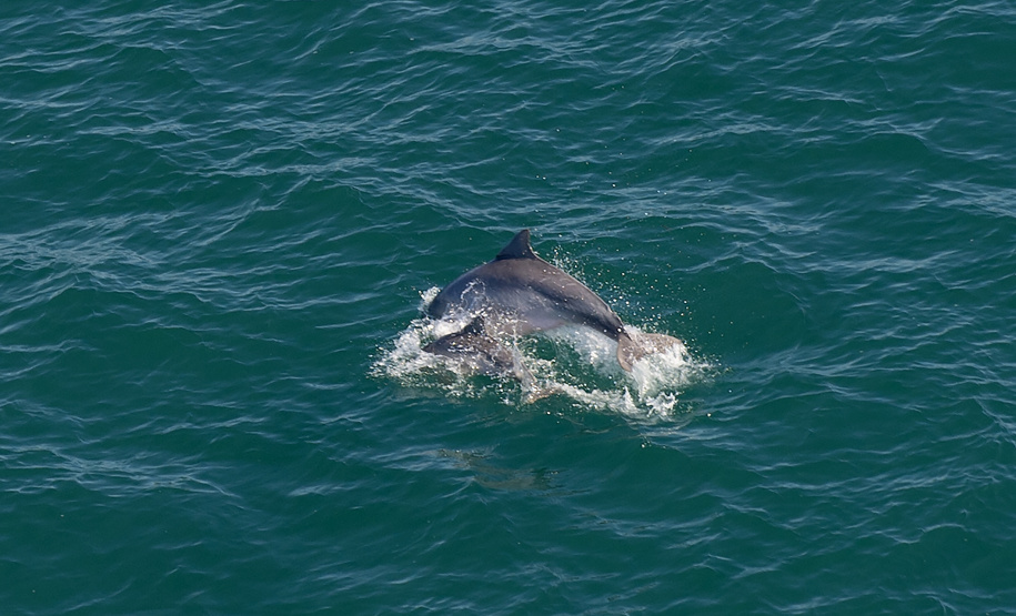 Golfinhos e toninhas nadam nas águas do Litoral do Paraná: indicador da qualidade ambiental.