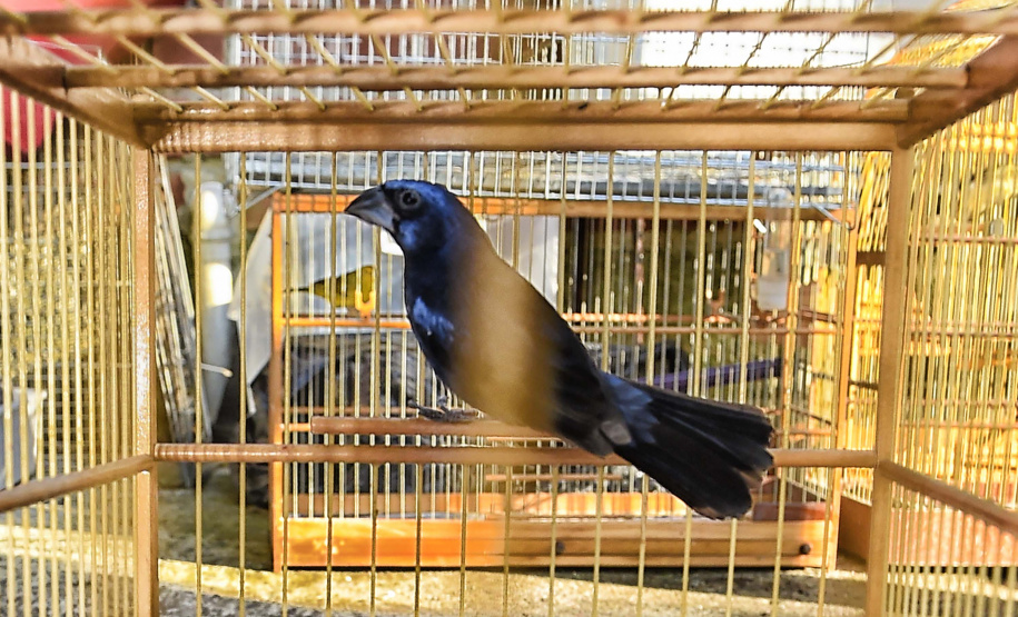 IAT ANIMAIS FAUNA SILVESTRE RESGATADOS