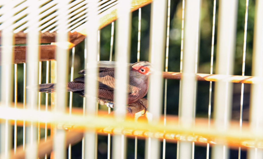 IAT avalia animais apreendidos em megaoperação da PCPR: veja espécies exóticas