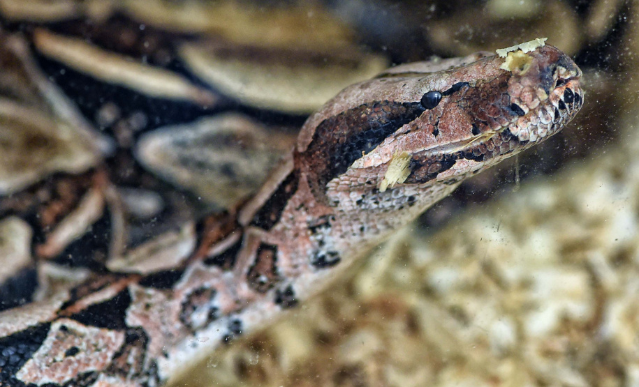 IAT ANIMAIS FAUNA SILVESTRE RESGATADOS