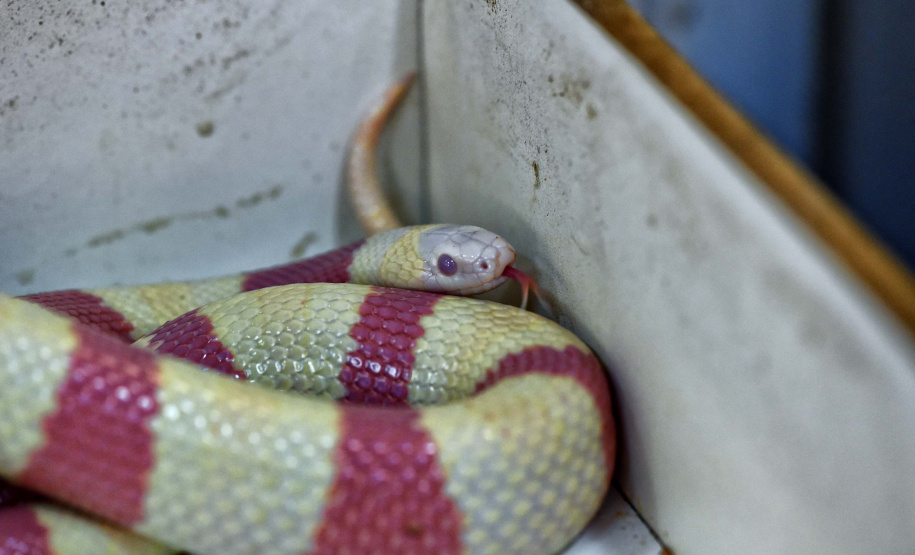 IAT ANIMAIS FAUNA SILVESTRE RESGATADOS