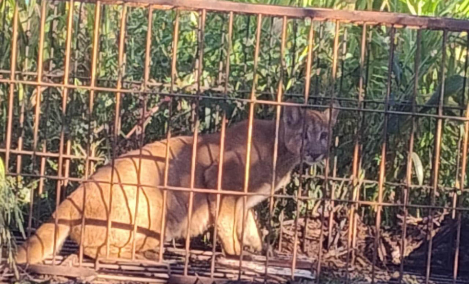 Filhote de onça-parda, capturados por técnicos do IAT em Iporã, no Noroeste do Paraná, retornou à natureza nesta quarta-feira (25
