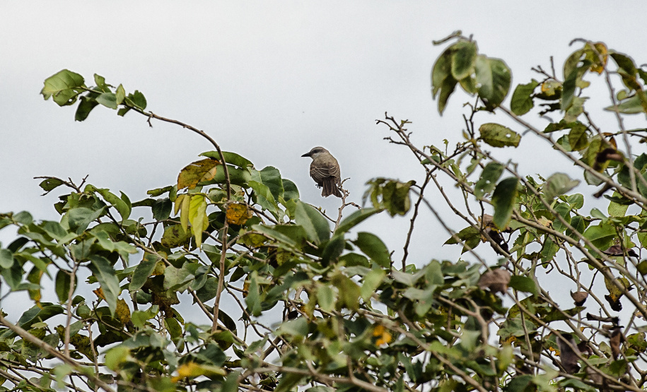 Recuperação de áreas verdes, combate ao desmatamento, cuidados com a água e a fauna e destinação correta dos resíduos sólidos: os indicadores que transformaram o Paraná em referência na proteção ao meio ambiente.