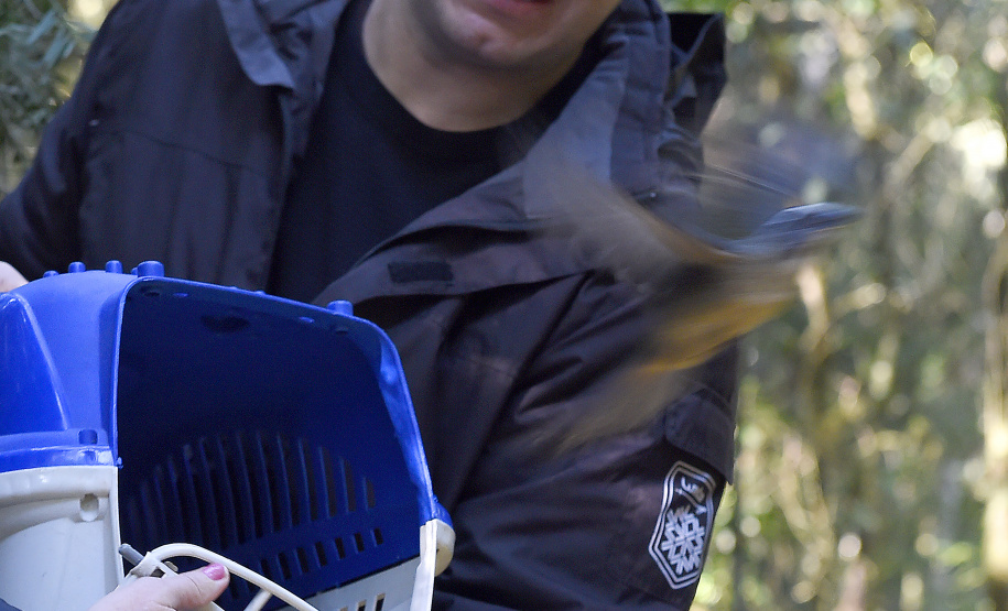 Pássaros resgatados do tráfico de animais começaram a voltar para a natureza nesta quarta-feira (25)