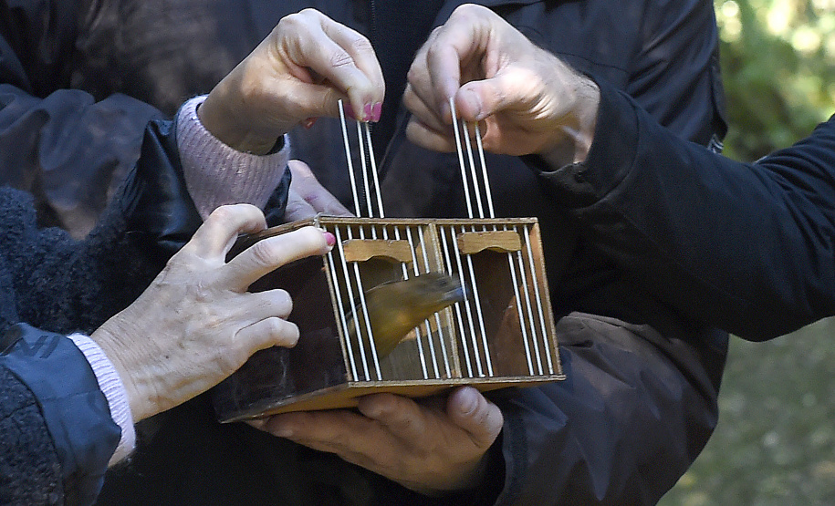 Pássaros resgatados do tráfico de animais começaram a voltar para a natureza nesta quarta-feira (25)