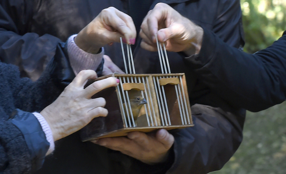Pássaros resgatados do tráfico de animais começaram a voltar para a natureza nesta quarta-feira (25)