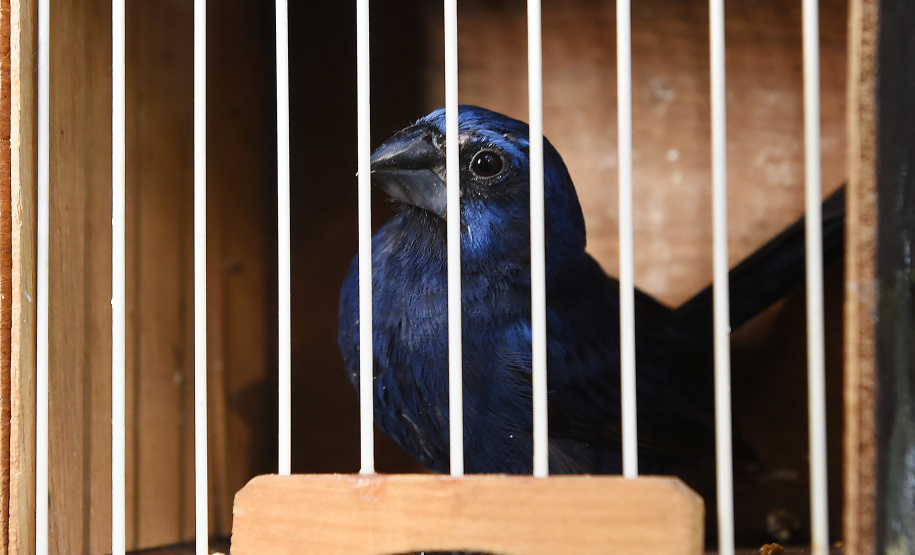 Pássaros resgatados do tráfico de animais começaram a voltar para a natureza nesta quarta-feira (25)