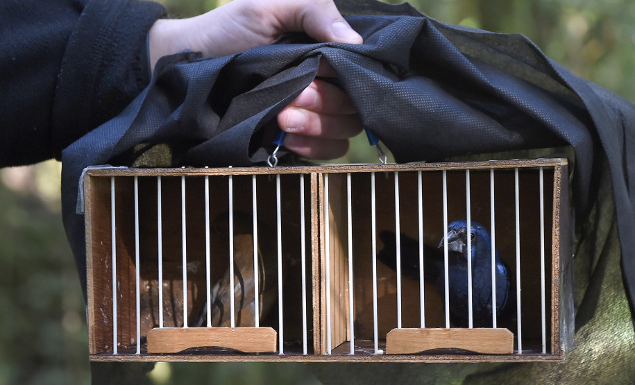 Pássaros resgatados do tráfico de animais começaram a voltar para a natureza nesta quarta-feira (25)
