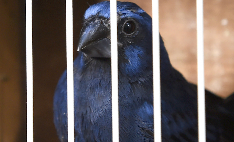 Pássaros resgatados do tráfico de animais começaram a voltar para a natureza nesta quarta-feira (25)