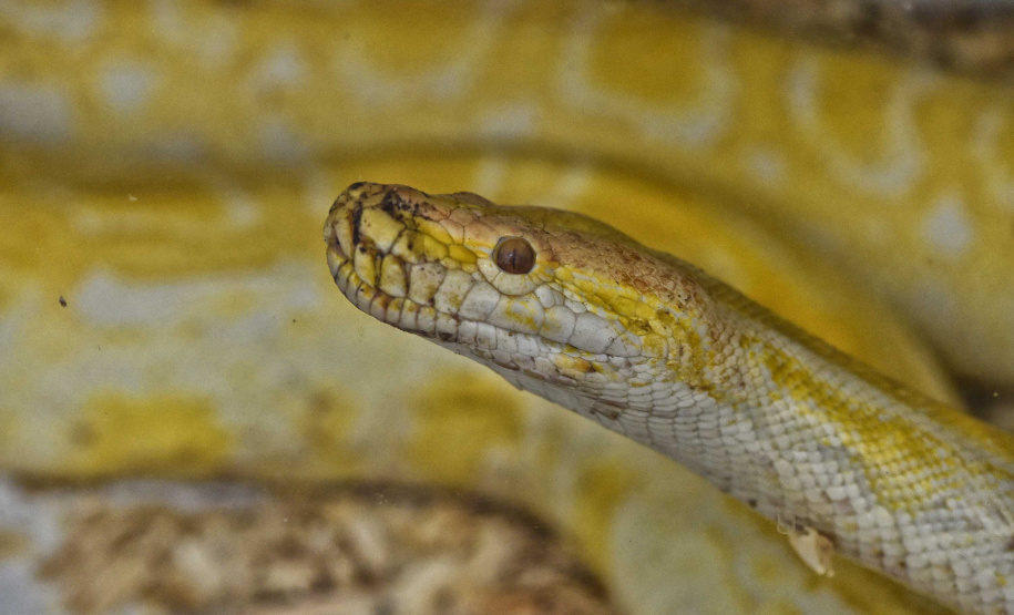 IAT ANIMAIS FAUNA SILVESTRE RESGATADOS